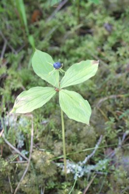 Eenbes - Paris quadrifolia