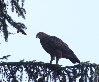 Schreeuwarend - Lesser spotted eagle - Aquila pomarina