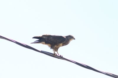 Buizerd - Common Buzzard -  Buteo buteo 