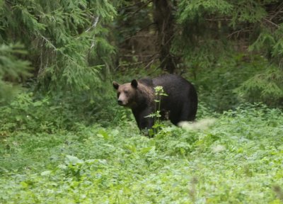 Europese bruine beer - Ursus arctos arctos