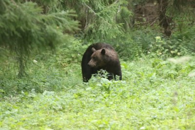 Europese bruine beer - Ursus arctos arctos