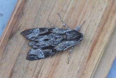 Agrius convolvuli - Windepijlstaart