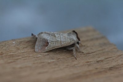 Clostera curtula - Bruine wapendrager
