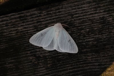 Arctornis l-nigrum - Zwarte l-vlinder