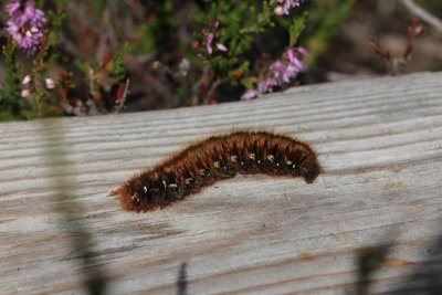 Lasiocampa quercus - Hageheld