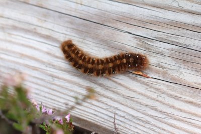 Lasiocampa quercus - Hageheld
