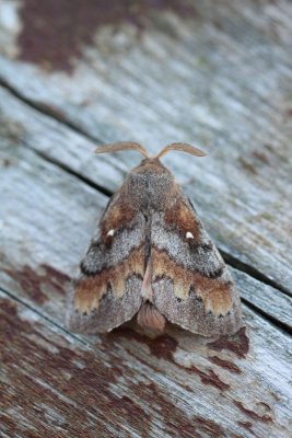 Dendrolimus pini - Dennenspinner