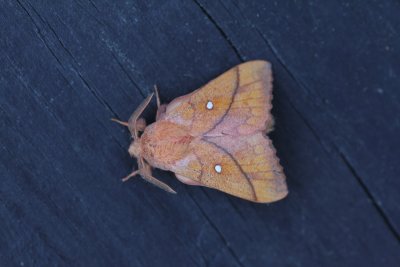 g12/27/1207627/3/172960368.Br4NDME5.jpg