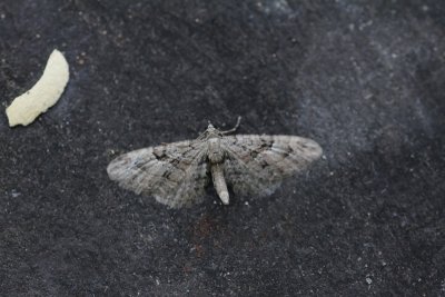 Eupithecia oxycedrata 