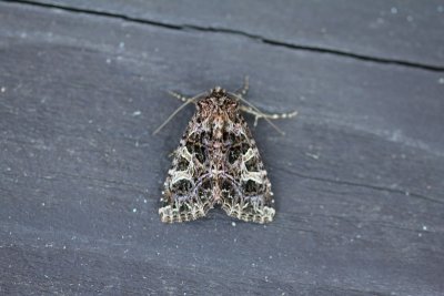 Sideridis rivularis - Gevorkte silene-uil