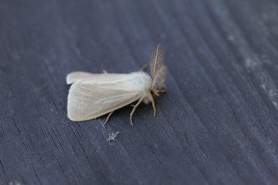 Laelia coenosa - Moerasspinner