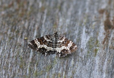 Epirrhoe trisata - bonte bandspanner.