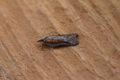 Acleris cristana - Diamantborsteltje