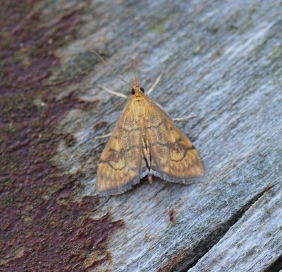 Anania verbascalis - Salielichtmot