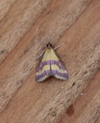 pyrausta sanguinalis - Mijtermot