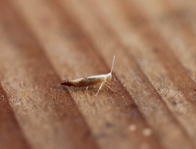 Argyresthia albistria - Sleedoornpedaalmot