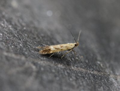 Monochroa lucidella - Geelbandboegsprietmot