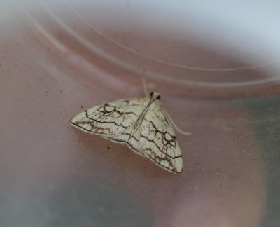 Evergestis pallidata - Bonte valkmot