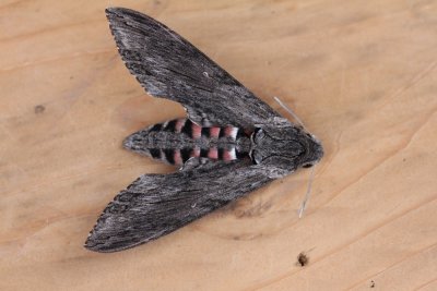 Agrius convolvuli - Windepijlstaart
