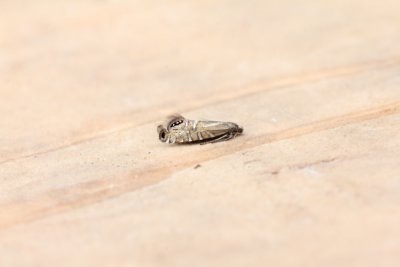 Glyphipterix thrasonella - Grote parelmot