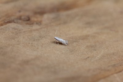 Phyllocnistis unipunctella - Eenstipslakkenspoormot.