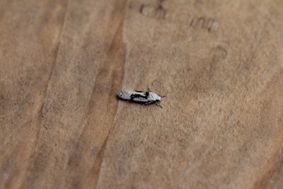 Carpatolechia alburnella - Satijnsmalpalpmot