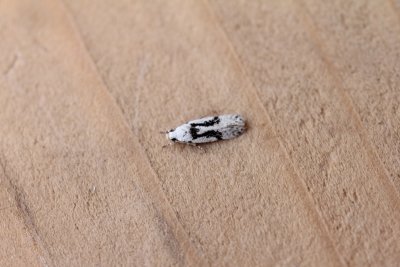 Carpatolechia alburnella - Satijnsmalpalpmot