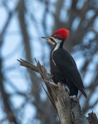 Pileated_Woodpecker-.jpg