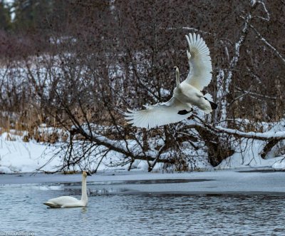 Trumpeter_Swans-82320190224.jpg