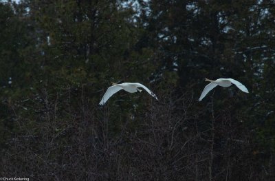 Trumpeter_Swans-46420190224.jpg