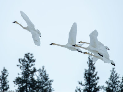 Trumpeter_Swan-.jpg