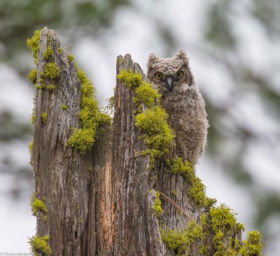 Great_Horned_Owl_fledgling-420190521.jpg