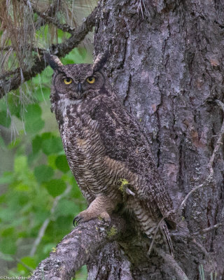Great_Horned_Owl-320190521.jpg