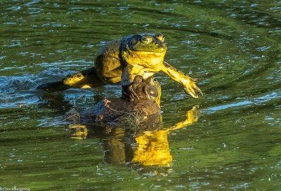 Bull_Frogs-2-.jpg