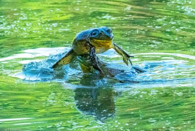 Bull_Frogs-3-.jpg