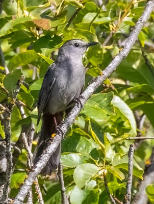 Grey_Catbird-420190625.jpg