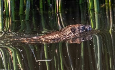 Muskrat-620190630.jpg