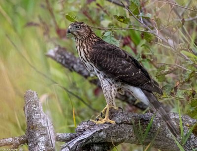 Hawk-19720190917.jpg