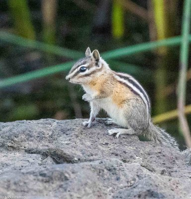 chipmonk-1420190903.jpg