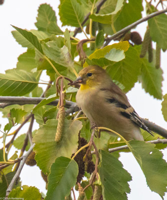 American Goldfinch.jpg