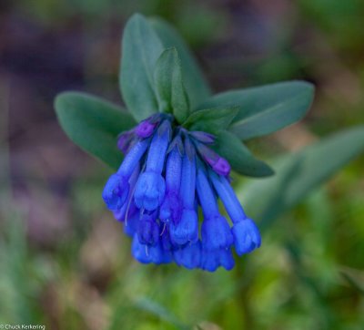 Bluebells-22320180425.jpg