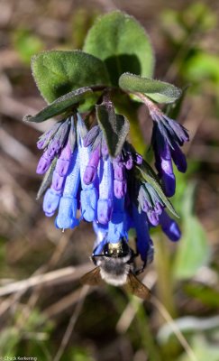 Bluebells-12920180419.jpg