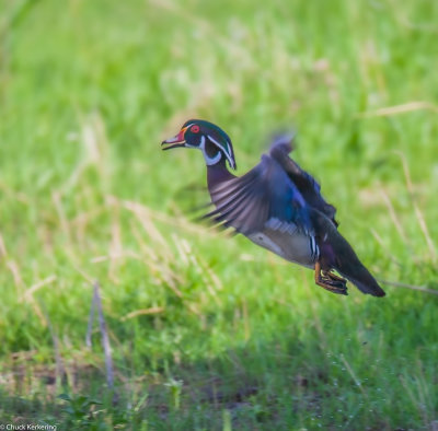 Wood_Duck-31420180515.jpg