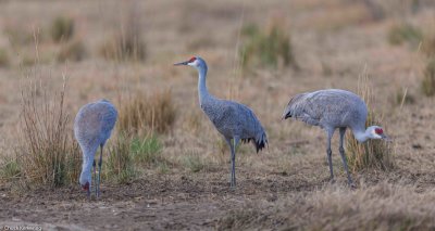 Sandhill_Cranes-3420180402.jpg