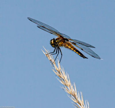 Dragon_Fly-30320180515.jpg
