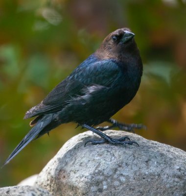 Brown-headed_Cowbird-33020180519.jpg