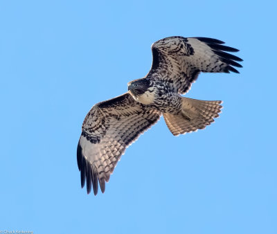 Juvenile_Red-Tailed_Hawk.jpg