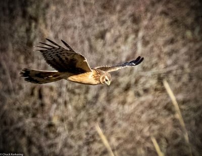 Juvenile_Northern_Harrier.jpg