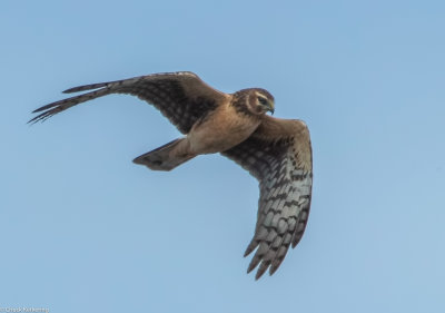 Juvenile_Northern_Harrier-2.jpg