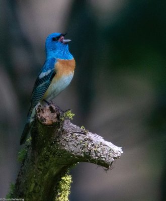 Lazuli_bunting.jpg